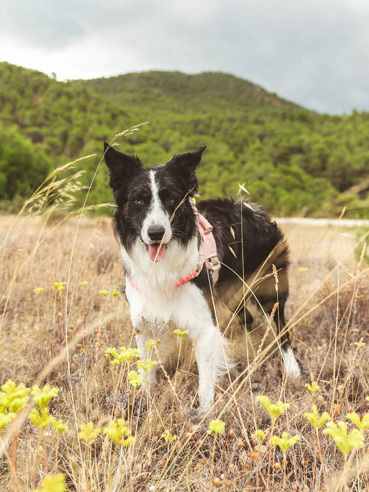 Qisu - Dog Harness | Hug Harness: / Navy