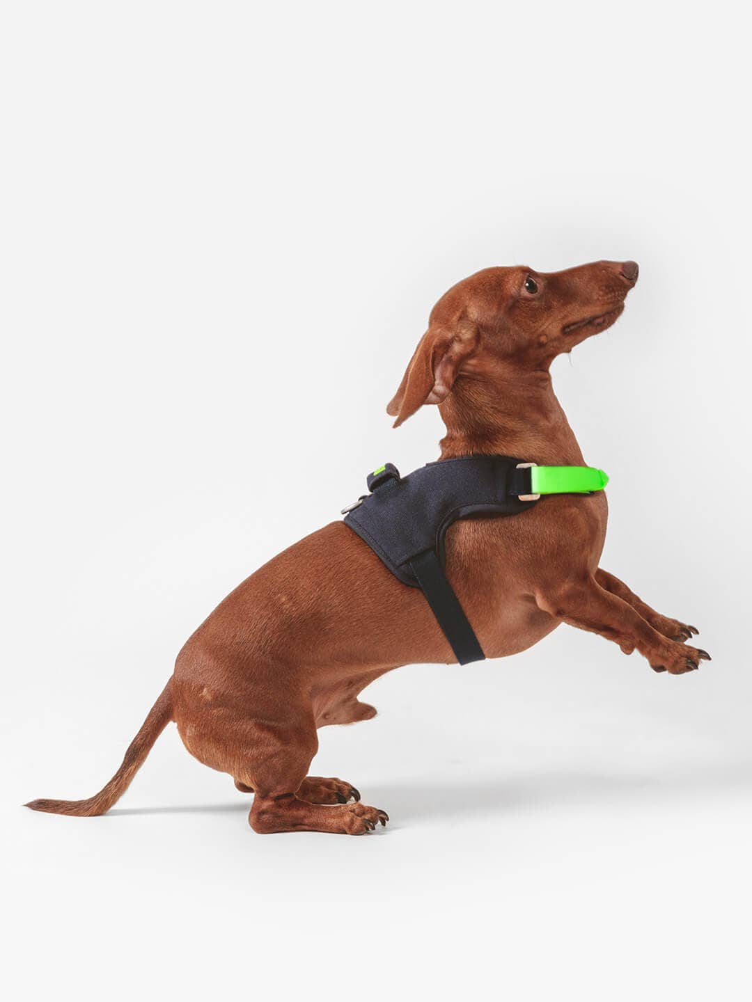 Qisu - Dog Harness | Hug Harness: / Mint