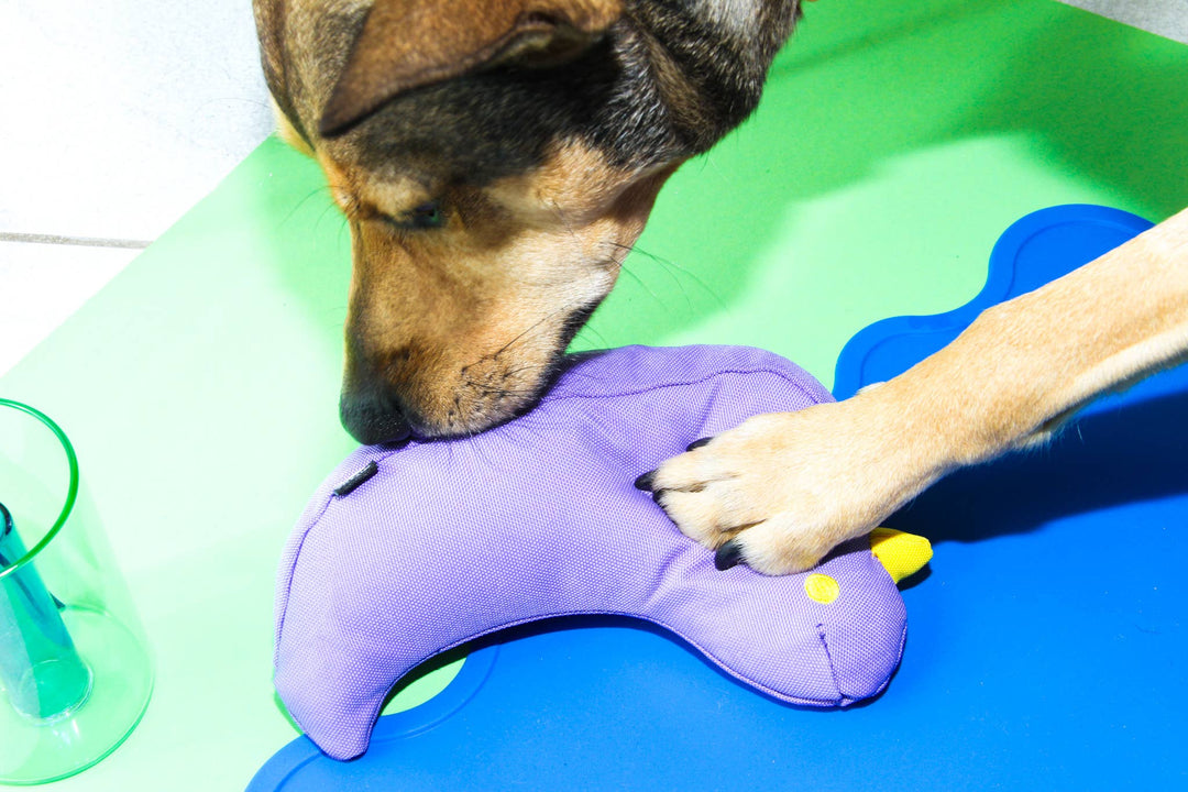 Approved by Fritz BV - The Fritz Bird Dog Toy: Happy Purple