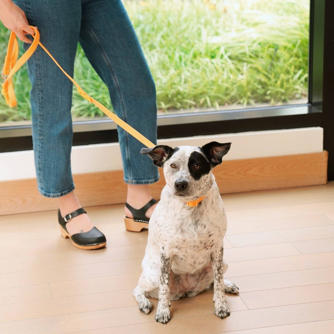 Approved by Fritz - The Fritz Leash: Standard / burgundy sun