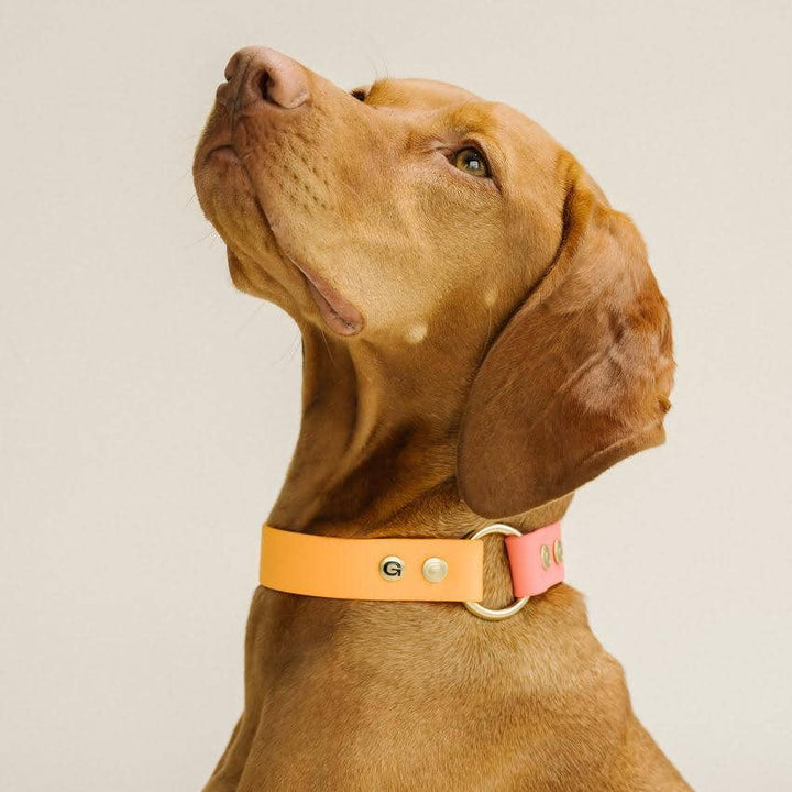 GULA DOG CARE - GULA Dog Collar - Orange & Pink - 25mm